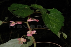 Begonia malabarica